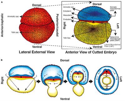 The Peritoneum: Beyond the Tissue – A Review